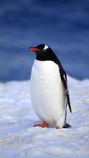 南极企鹅是“假”企鹅