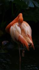 Beautiful Flamingo in Pond
