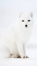 雪地精灵北极狐