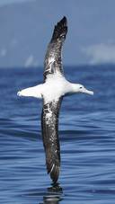 Albatross Bird Fly over Sea