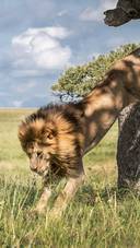 坦桑尼亚狮群枝头午睡