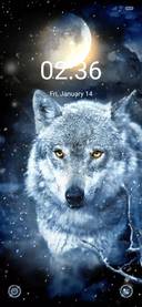Snow wolf
