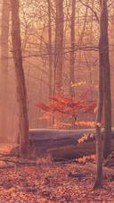深秋的森林深处