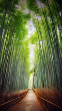 Path in The Bamboo Forest
