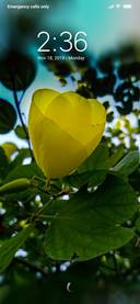 Yellow flower plant_DWM3