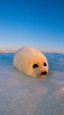 蠢萌的南极海豹