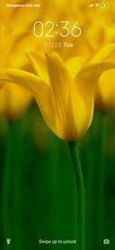 Yellow tulip_3MDS