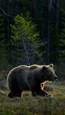 A Bear Travels Through The Forest