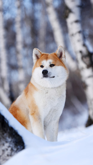如何分辨秋田犬和柴犬miui Wallpaper And Tutorial Mtzfile