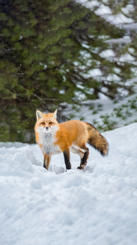 美艳红狐壁纸 锐景创意miui Wallpaper And Tutorial Mtzfile