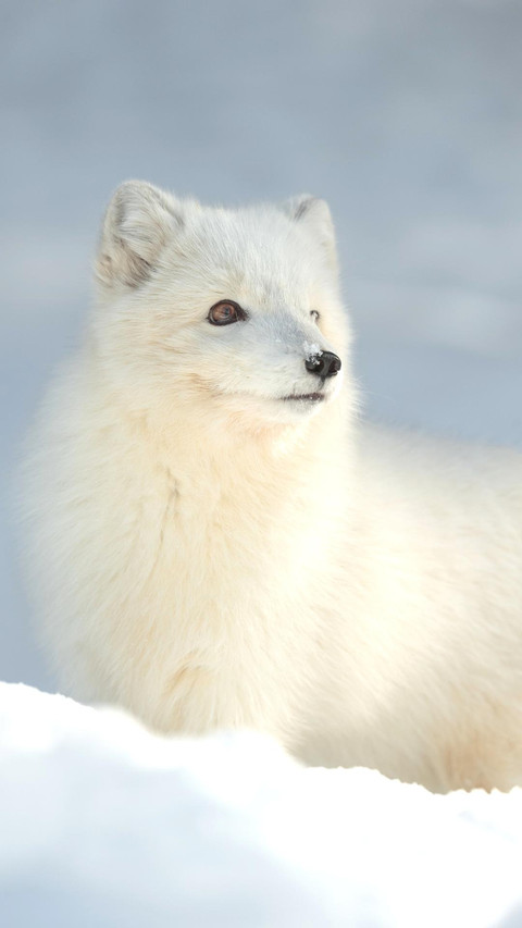 极美生物北极狐miui Wallpaper And Tutorial Mtzfile