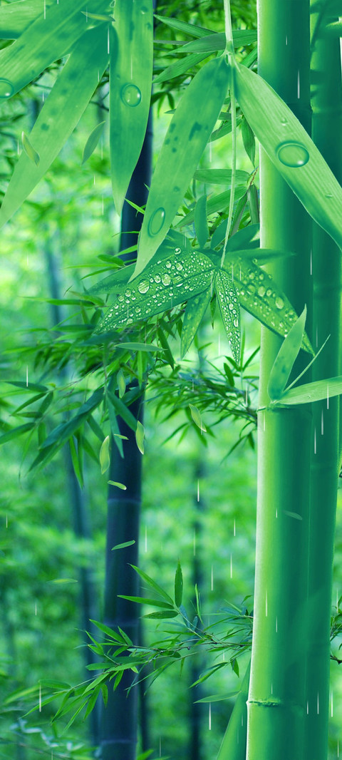 意境竹林miui Live Wallpaper And Tutorial Mtzfile
