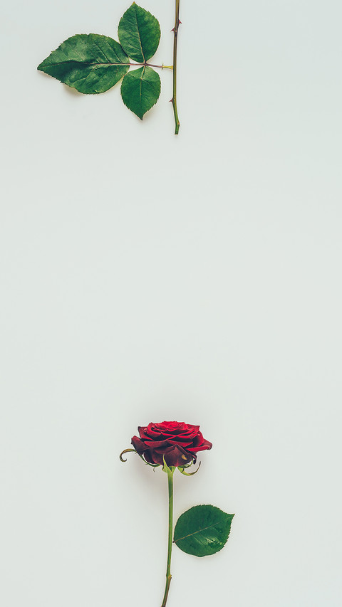 玫瑰心语 拍信图库miui Wallpaper And Tutorial Mtzfile