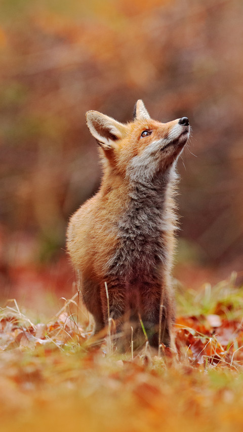 可爱生物miui Wallpaper And Tutorial Mtzfile