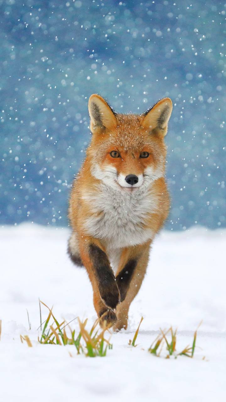 雪地中的红色精灵 Miui Wallpaper And Tutorial Mtzfile