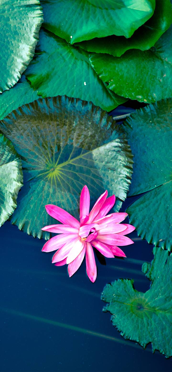 夏日小清新唯美荷花壁纸 锐景创意miui Wallpaper And Tutorial Mtzfile