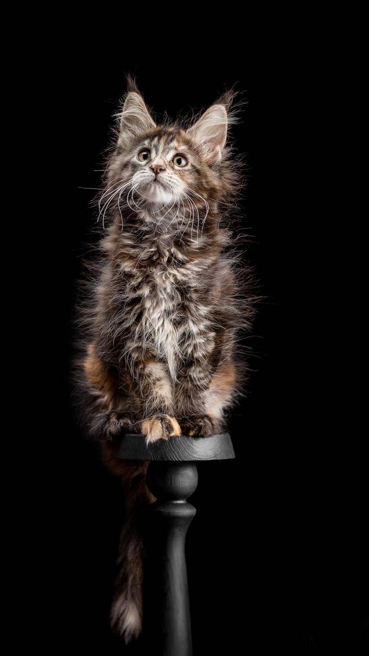 花纹美丽的缅因猫miui Wallpaper And Tutorial Mtzfile