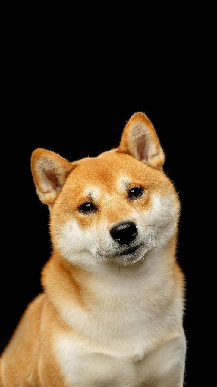 日本国犬秋田犬miui Wallpaper And Tutorial Mtzfile