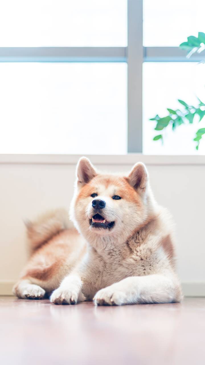 秋田犬的小秘密miui Wallpaper And Tutorial Mtzfile