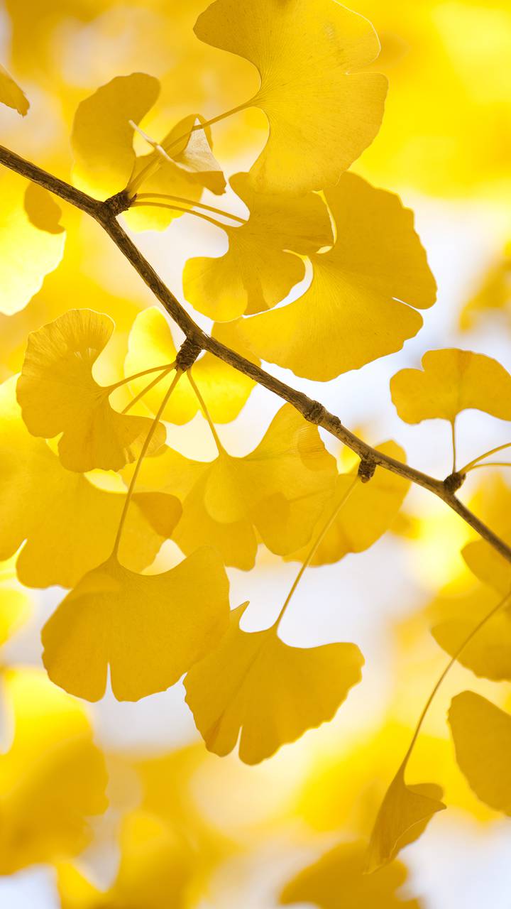 暖色金秋miui Wallpaper And Tutorial Mtzfile