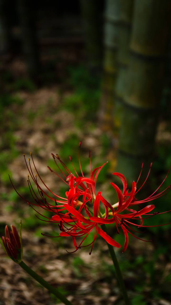 彼岸花开miui Wallpaper And Tutorial Mtzfile