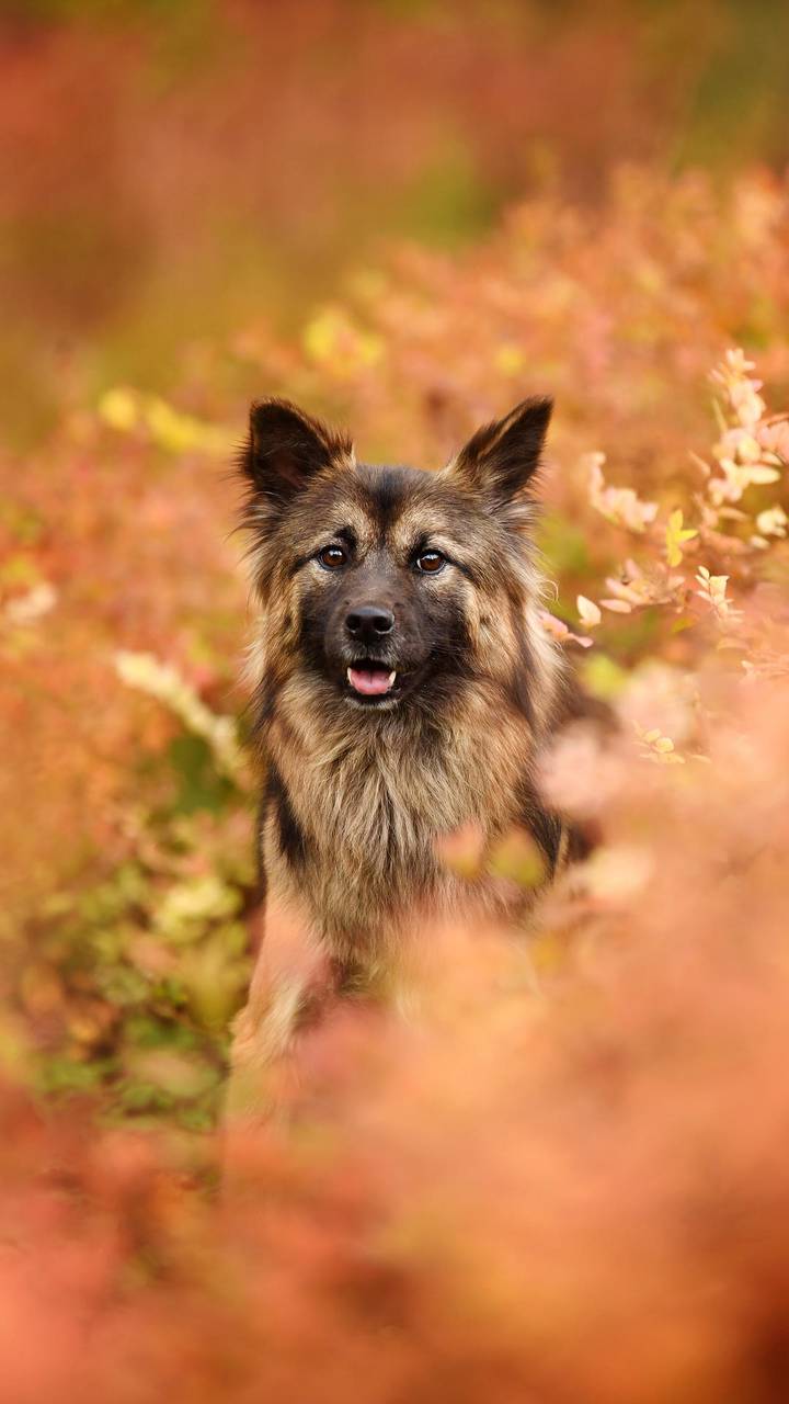 不让父母成为留守老人miui Wallpaper And Tutorial Mtzfile