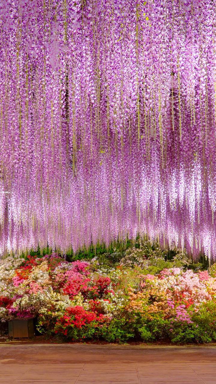 紫藤花比樱花更迷人miui Wallpaper And Tutorial Mtzfile