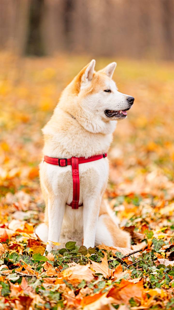 秋田犬的小秘密miui Wallpaper And Tutorial Mtzfile