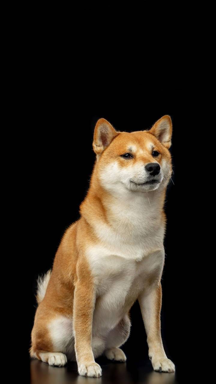 日本国犬秋田犬miui Wallpaper And Tutorial Mtzfile