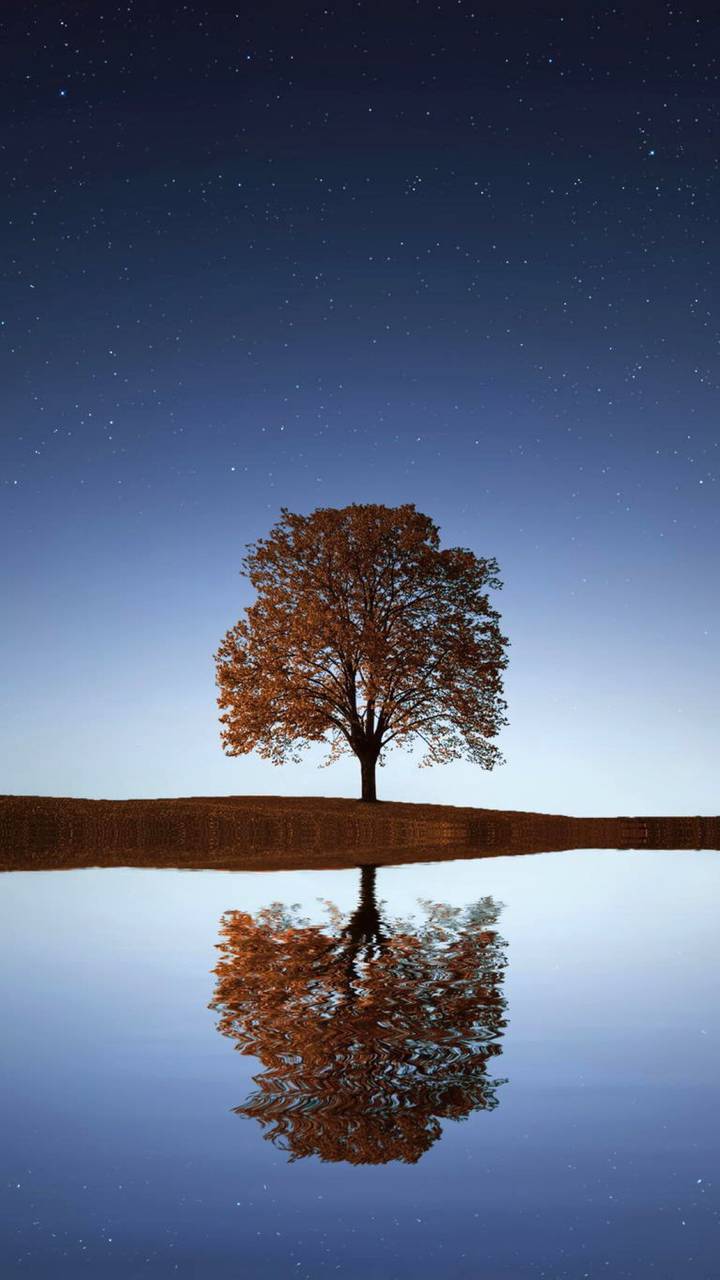 唯美树影高清壁纸miui Wallpaper And Tutorial Mtzfile