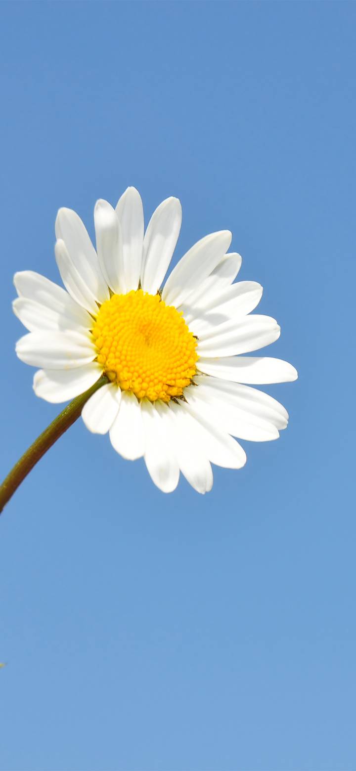 蓝色背景白色小花壁纸 锐景创意miui Wallpaper And Tutorial Mtzfile