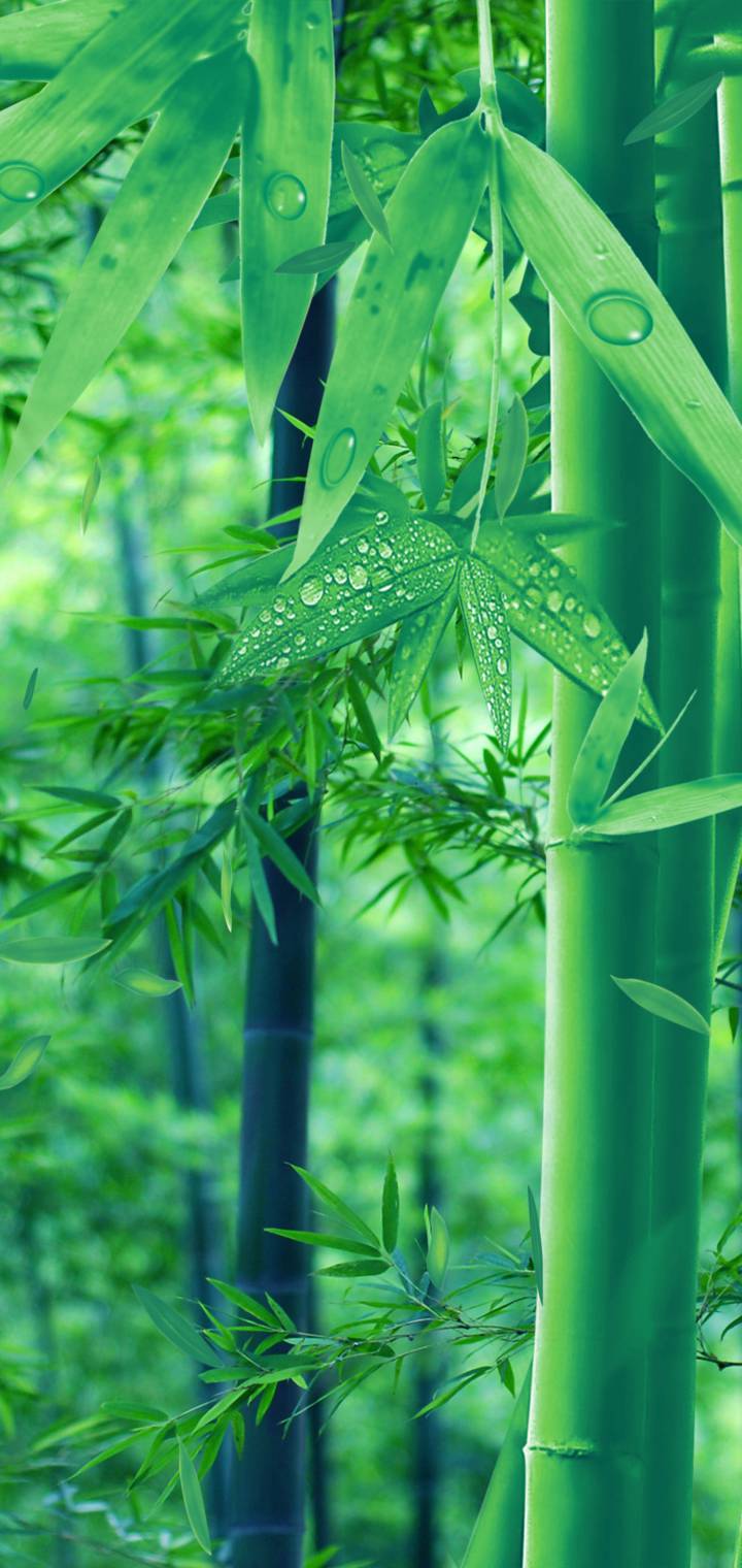 意境竹林miui Live Wallpaper And Tutorial Mtzfile