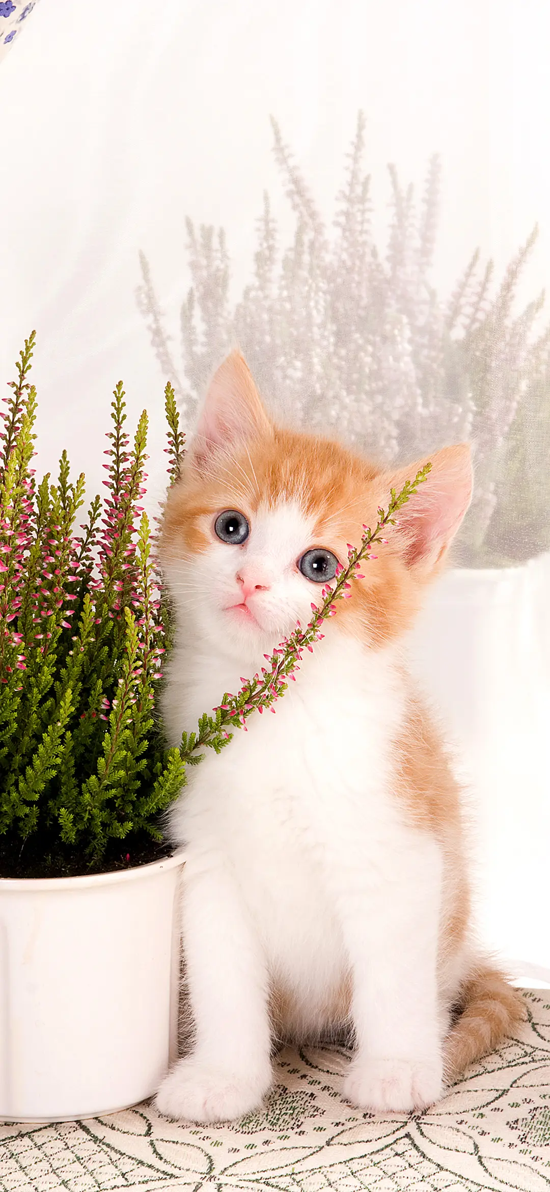 一山不容二喵-拍信图库 - Screenshot 1