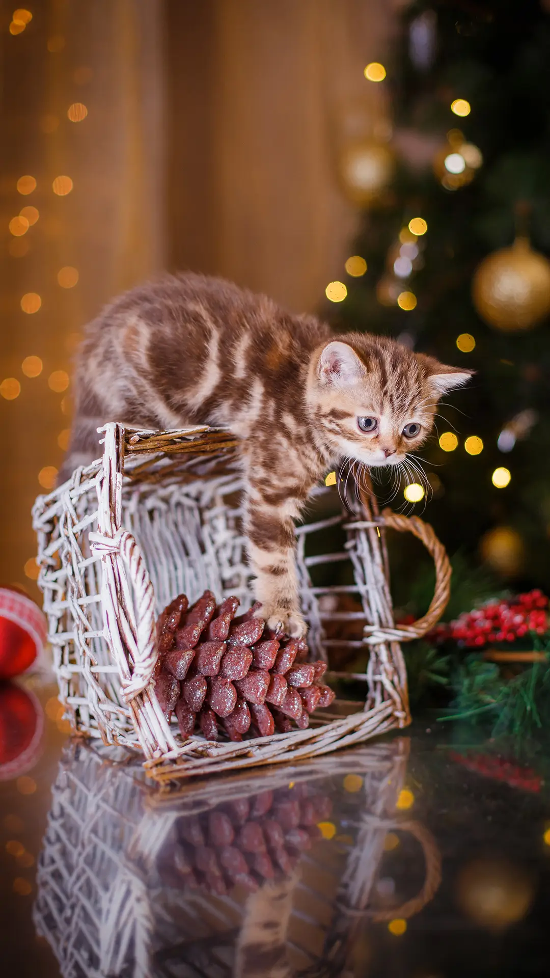 你的猫咪属于哪种类型 - Screenshot 1