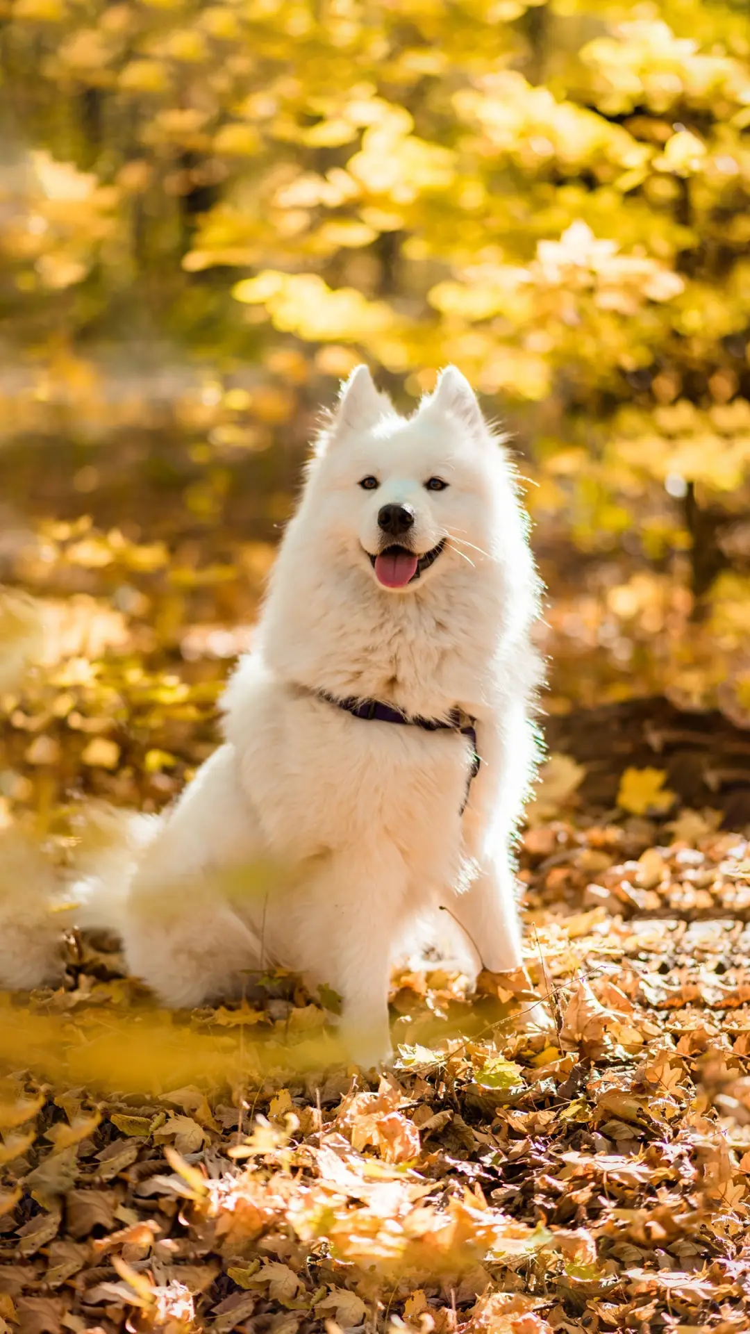 关于萨摩耶的秘密