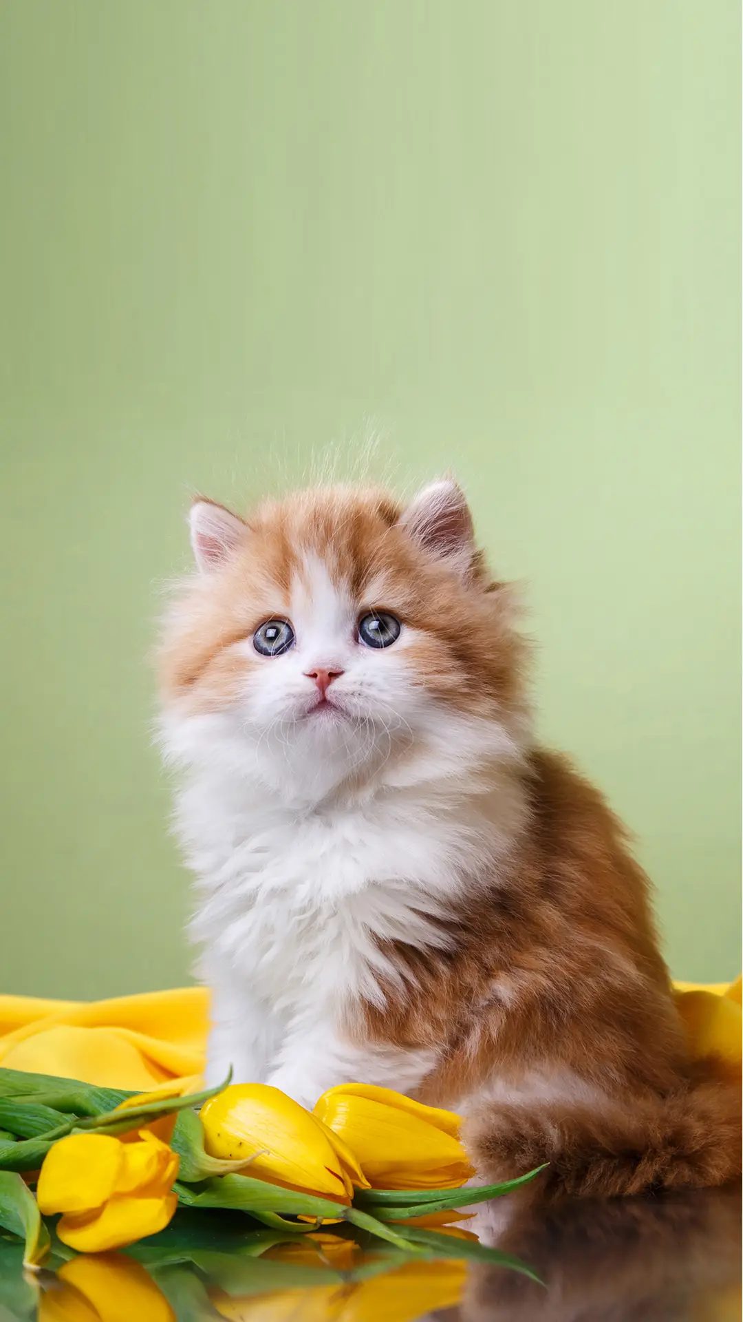 猫咪中暑预防指南