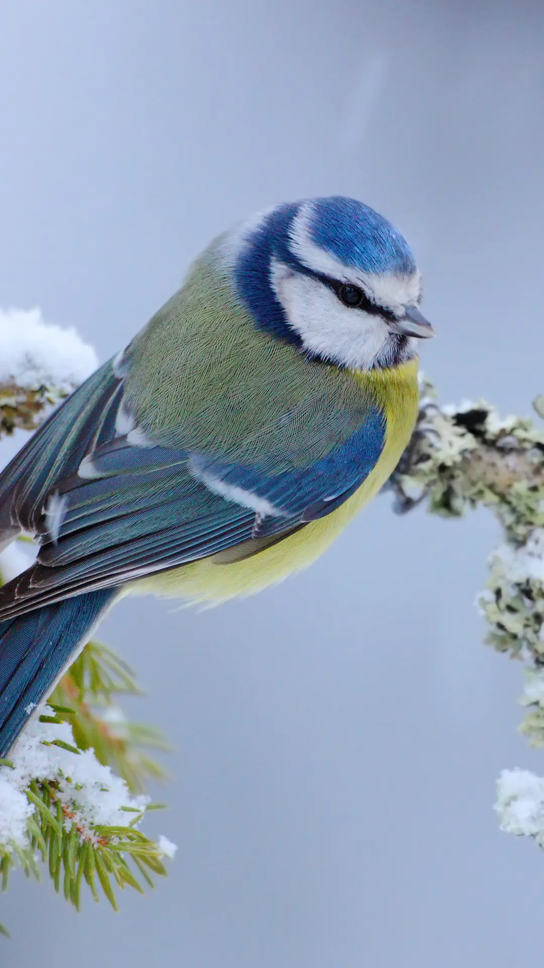 可爱的小鸟-拍信图库