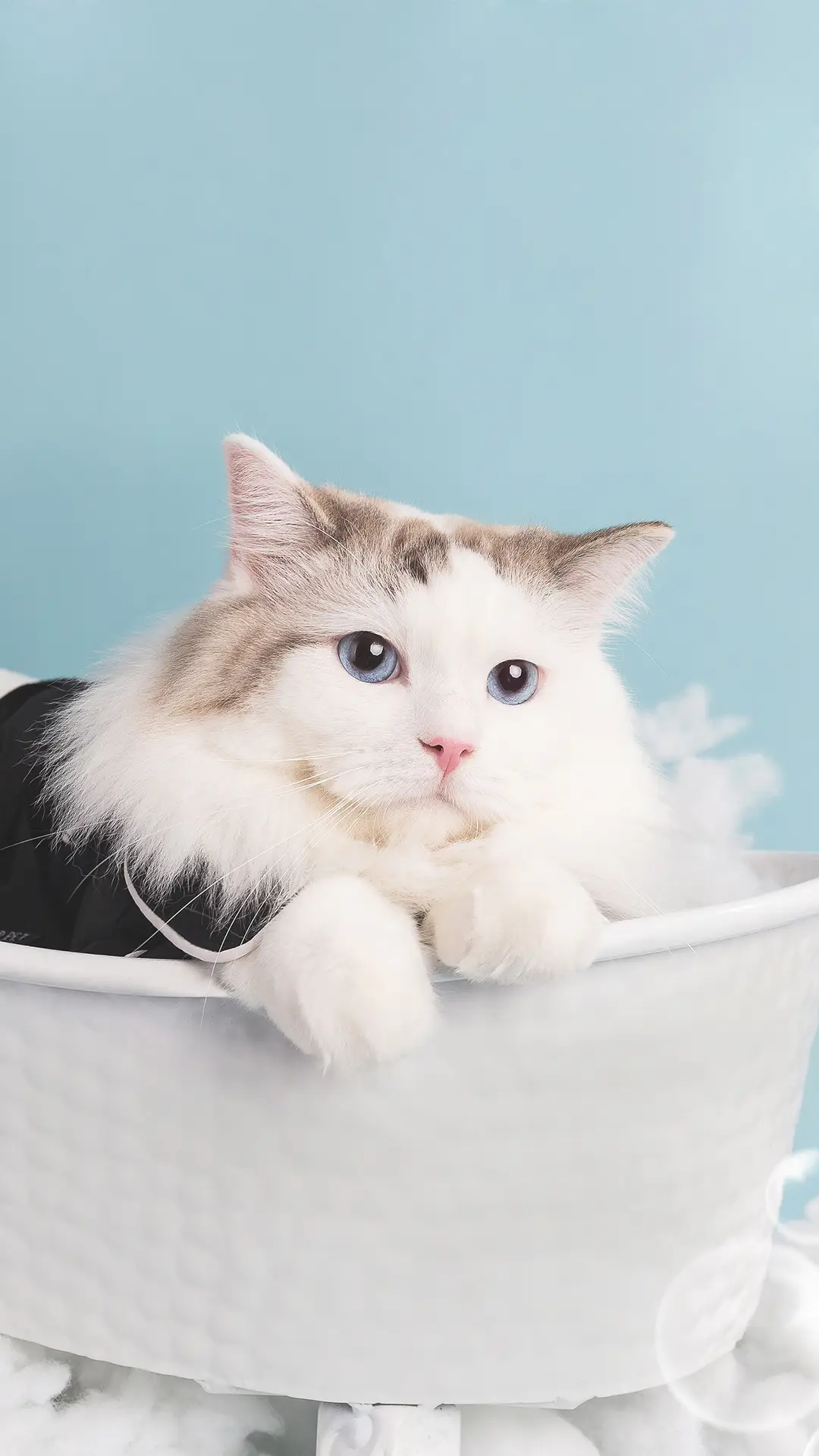 你的猫咪属于哪种类型