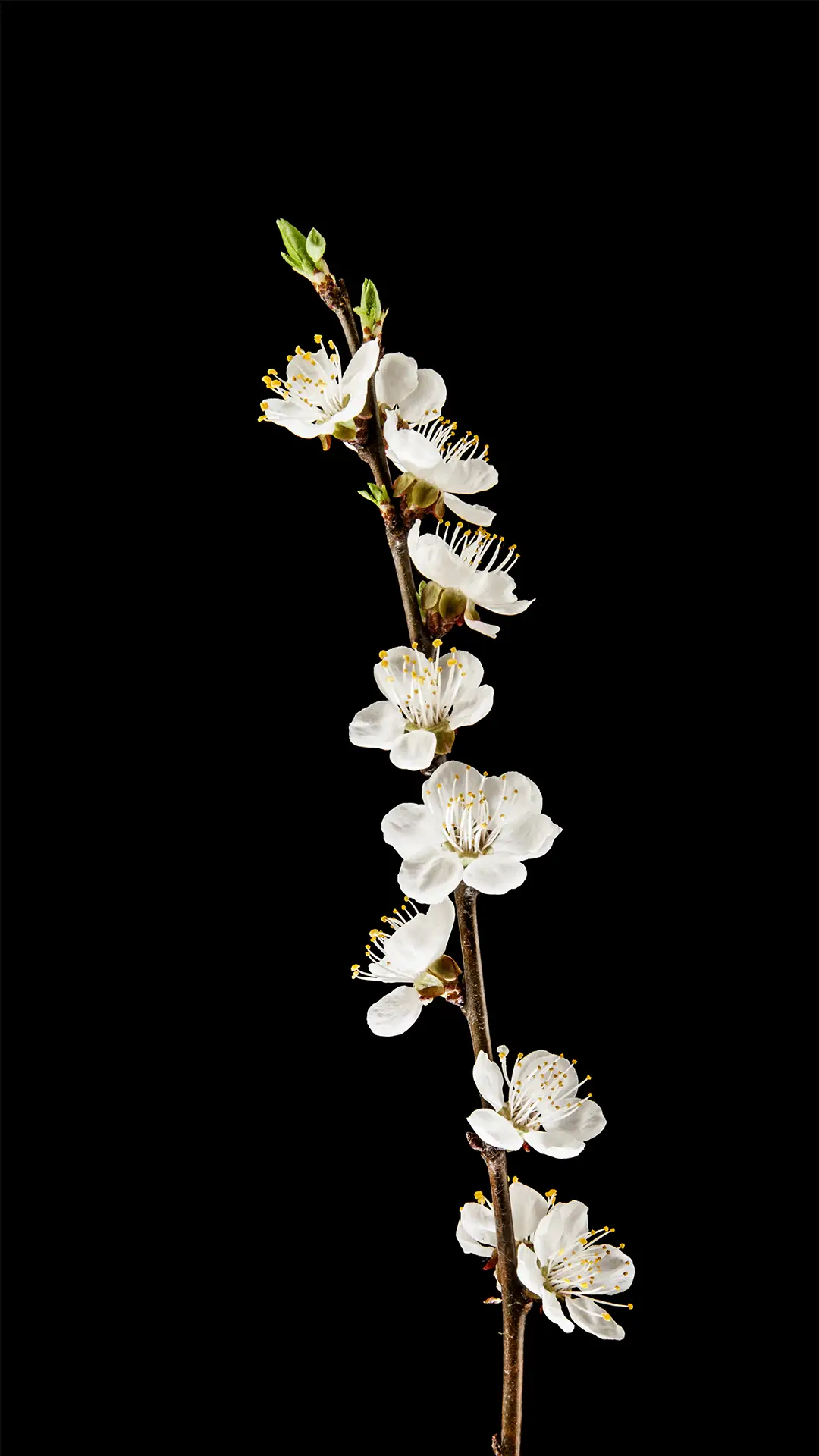 黑色背景花朵壁纸-锐景创意