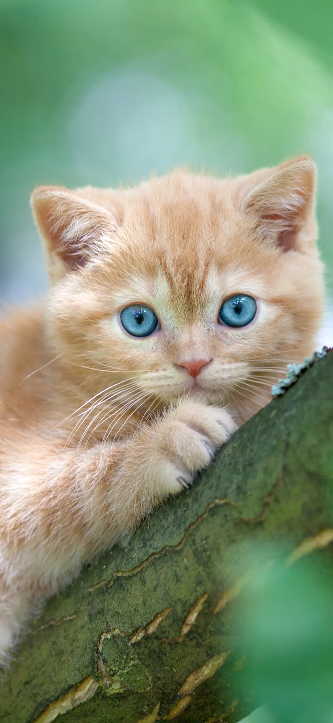 可爱猫咪壁纸-锐景创意