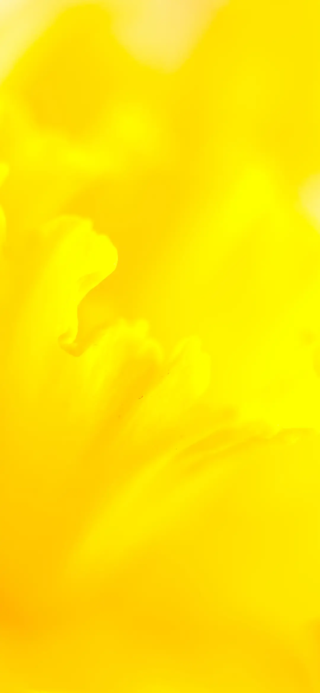 高级花蕊壁纸-锐景创意