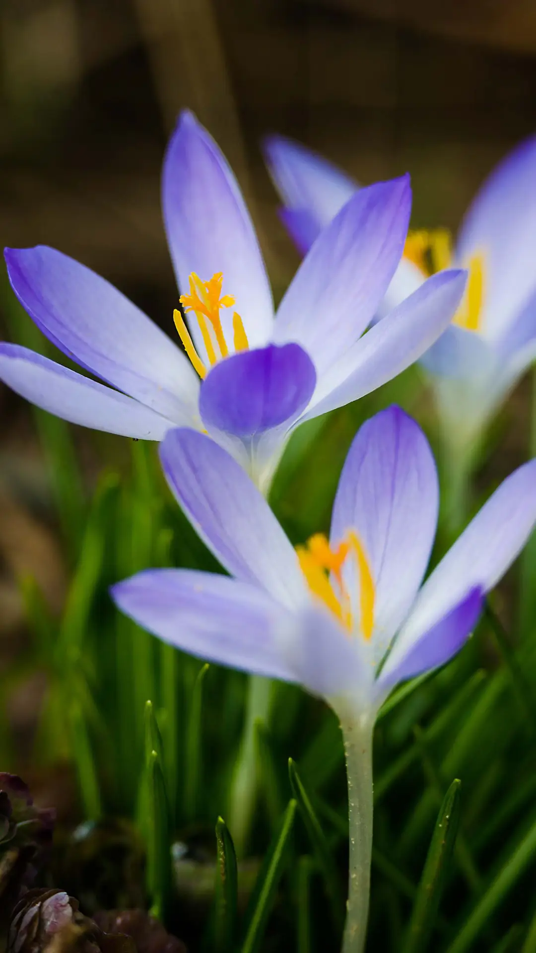 春暖花开-拍信图库