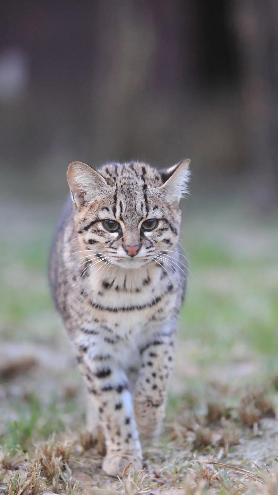 第一届草地猫步大赛