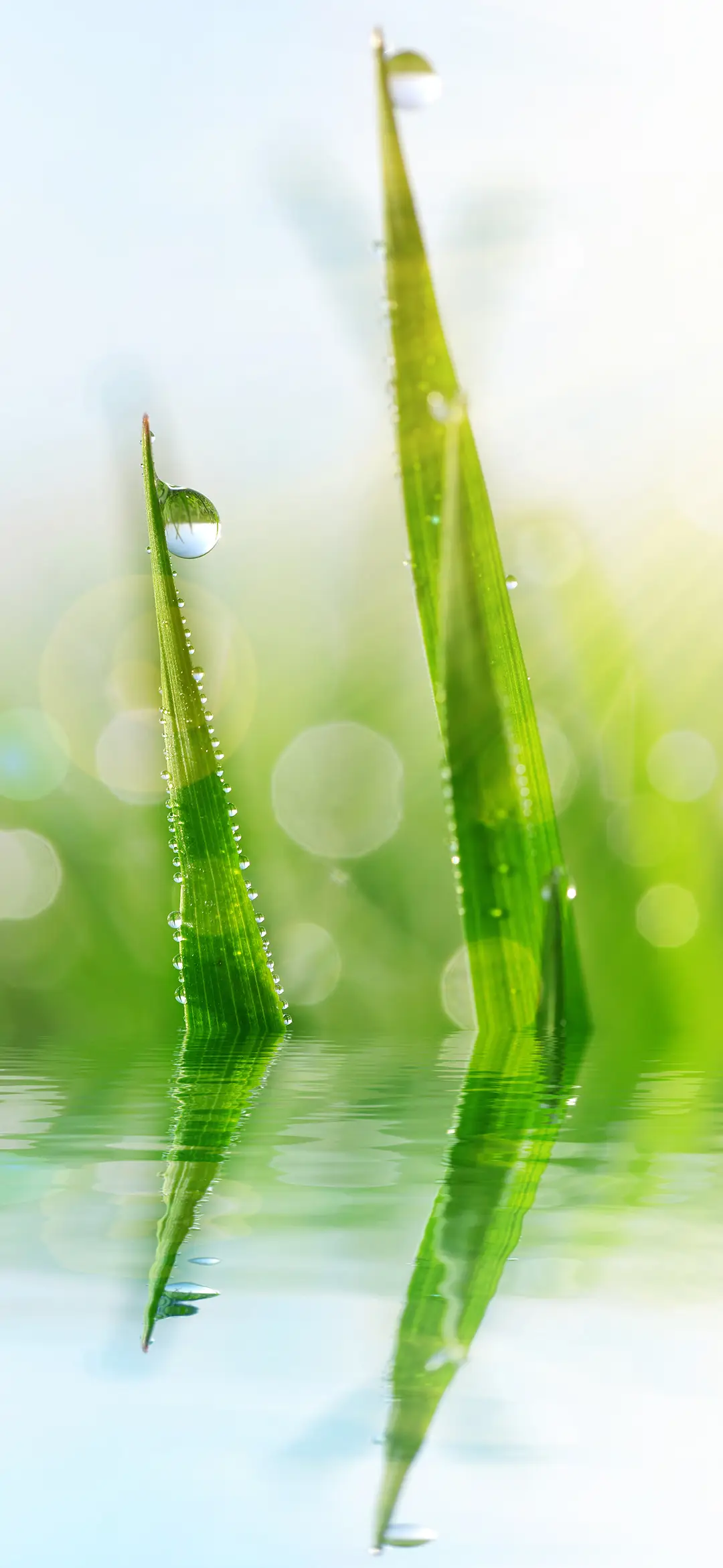 阳光清新植物壁纸-锐景创意