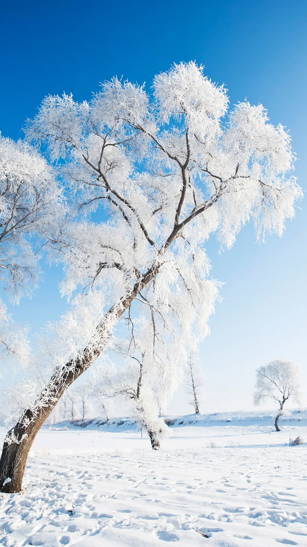 冰雪雾凇-拍信图库
