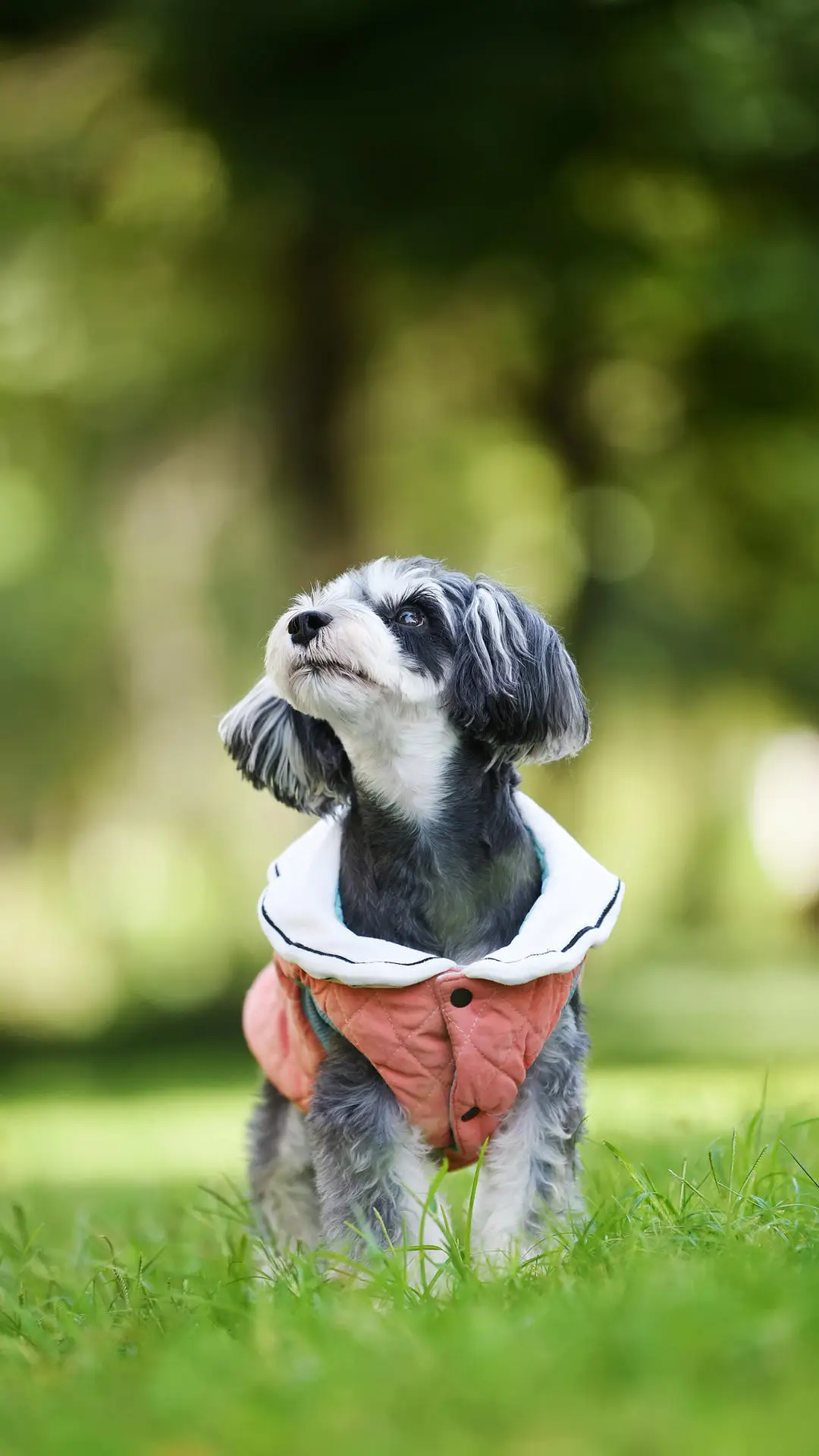 养雪纳瑞犬的“痛”