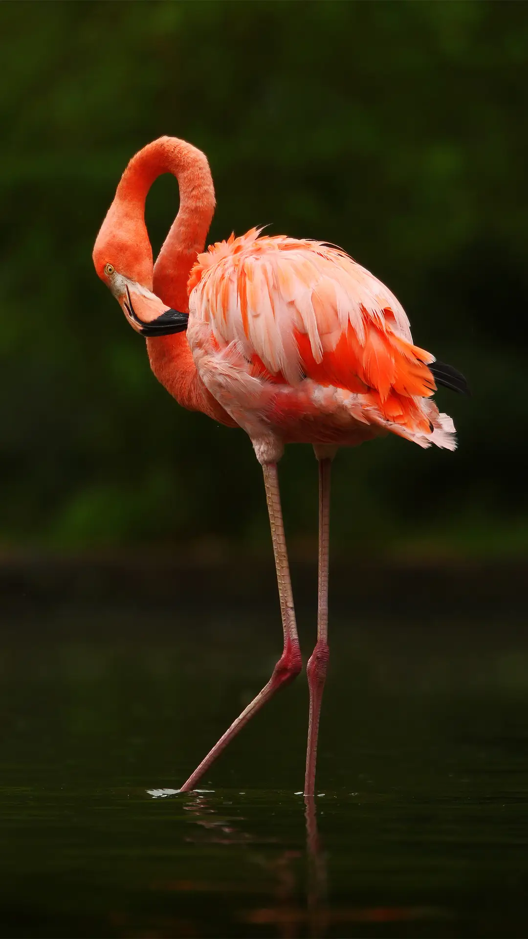 粉色火烈鸟唯美壁纸-锐景创意 - Screenshot 1