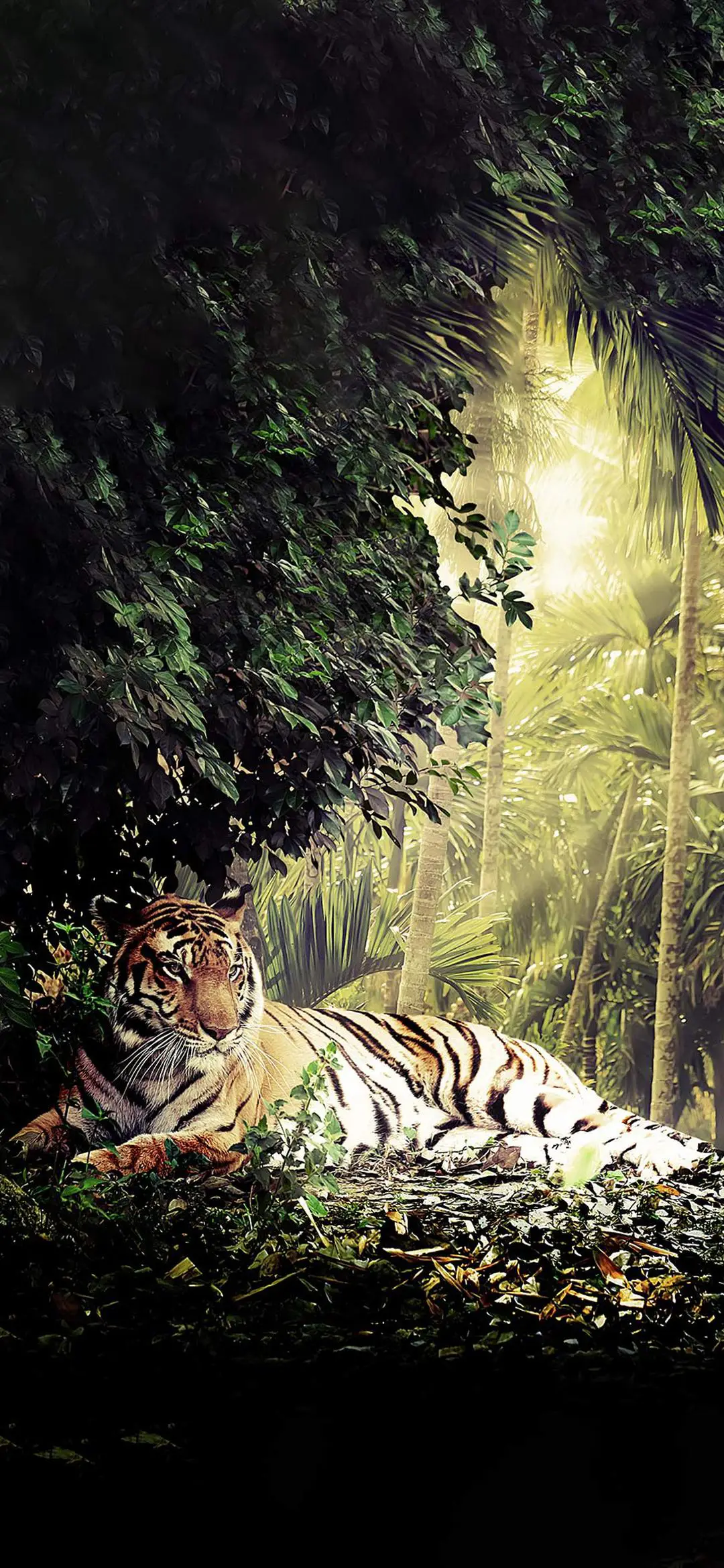 动物之王-视觉中国