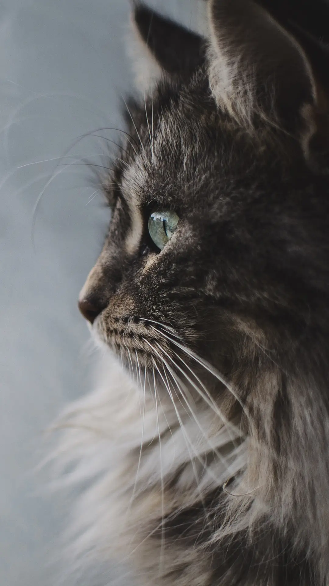 猫咪侧脸-视觉中国