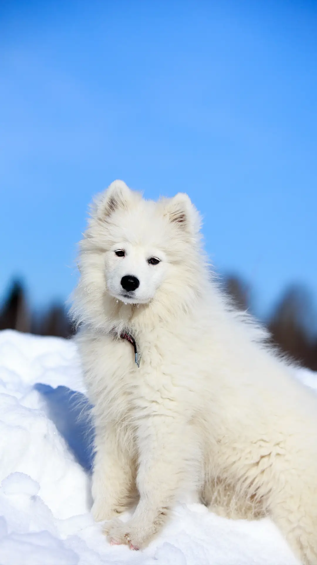 萌王驾到——拍信图库
